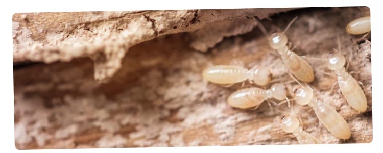 Termite Control Burleigh Waters